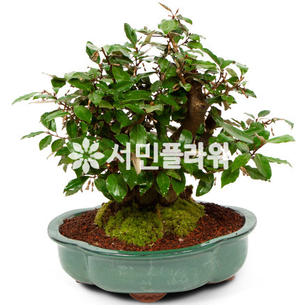 사철보리수 분재