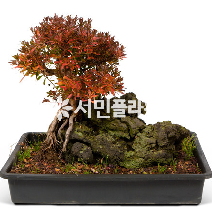 사철철쭉 현무암