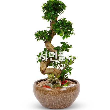 가지마루 분재