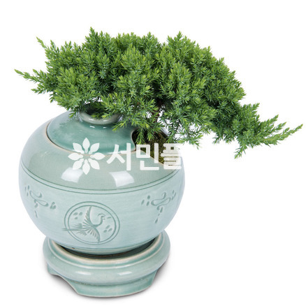 도자기진백분재 s101