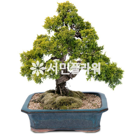 황금 진백분재