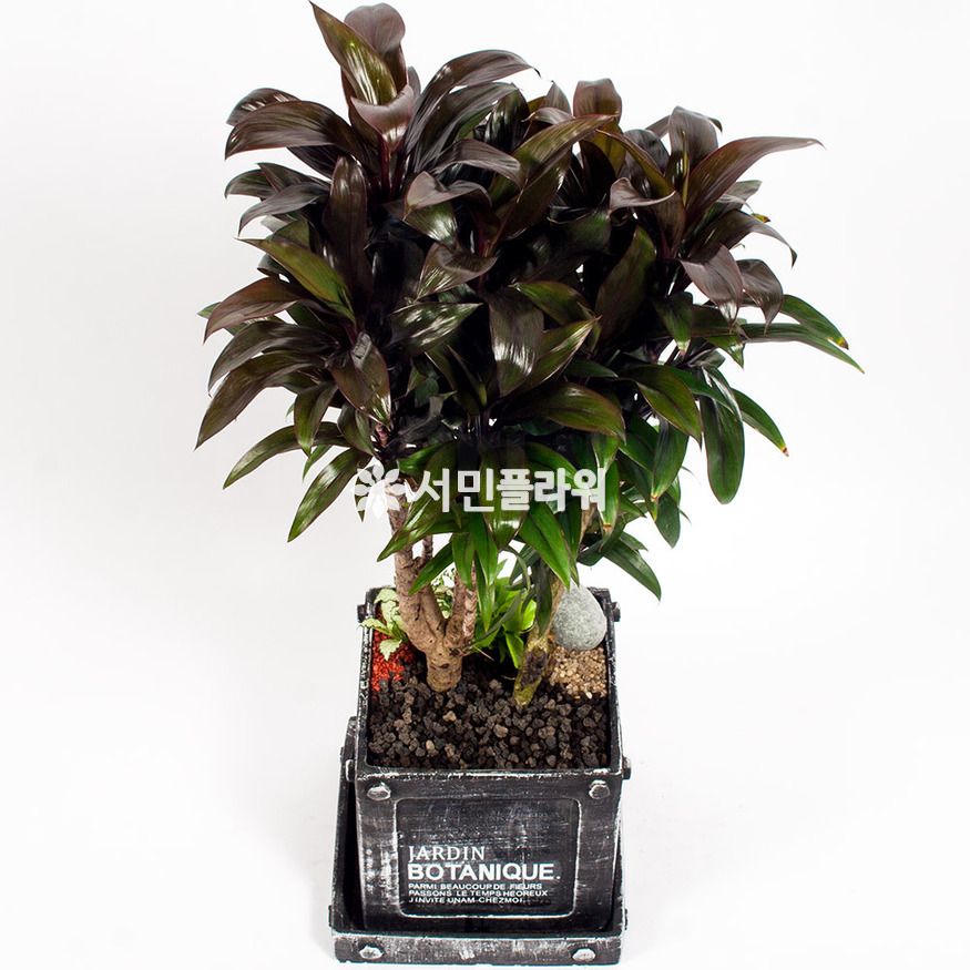 상세이미지