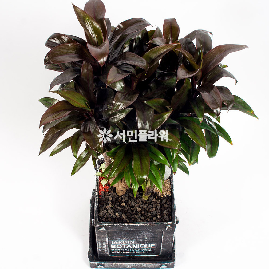 상세이미지