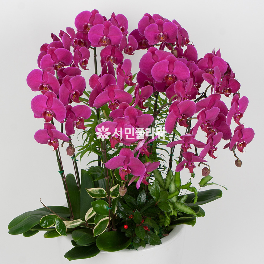 상세이미지
