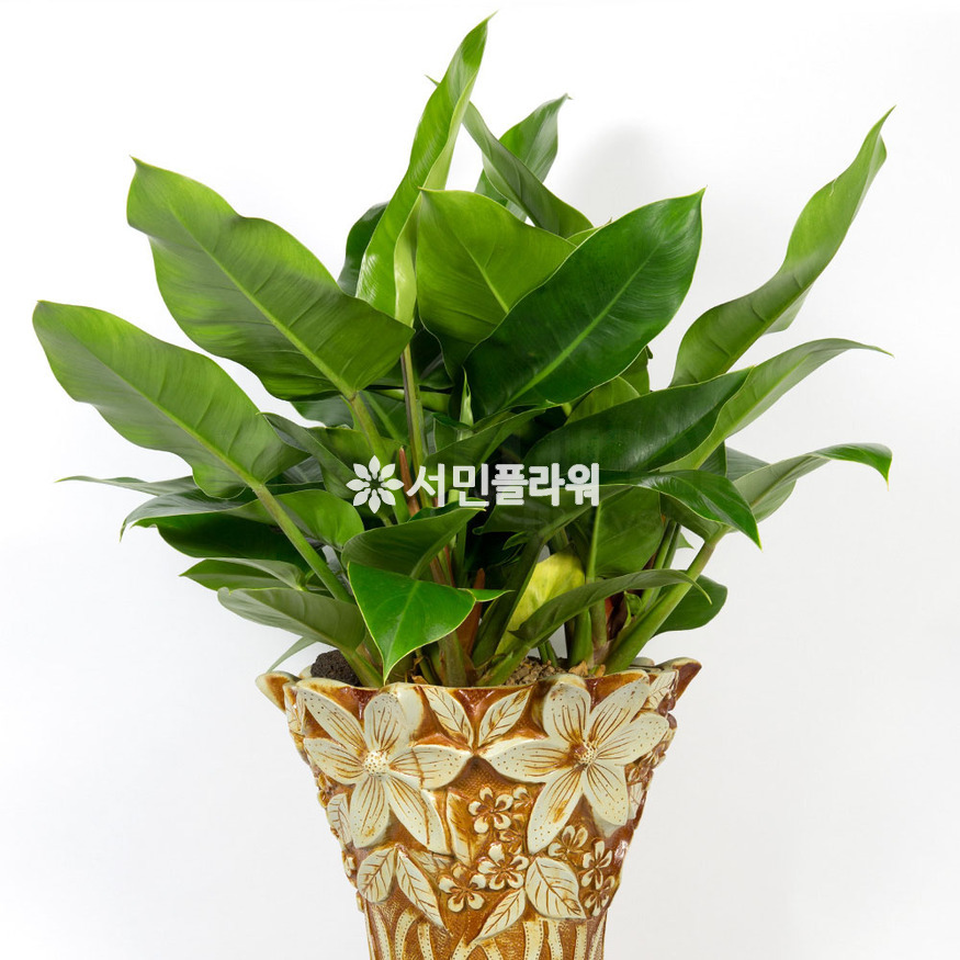 상세이미지
