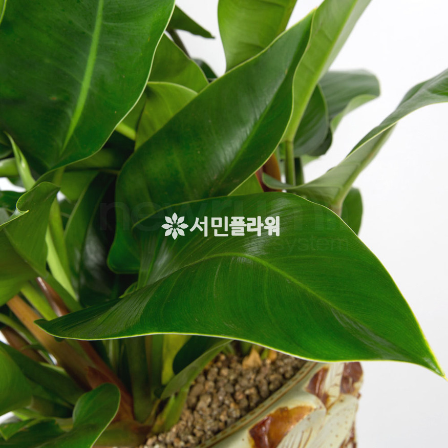 상세이미지