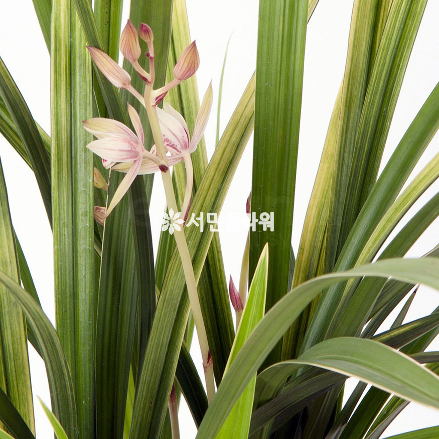 상세이미지