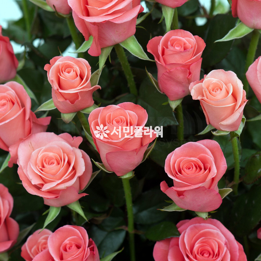 상세이미지