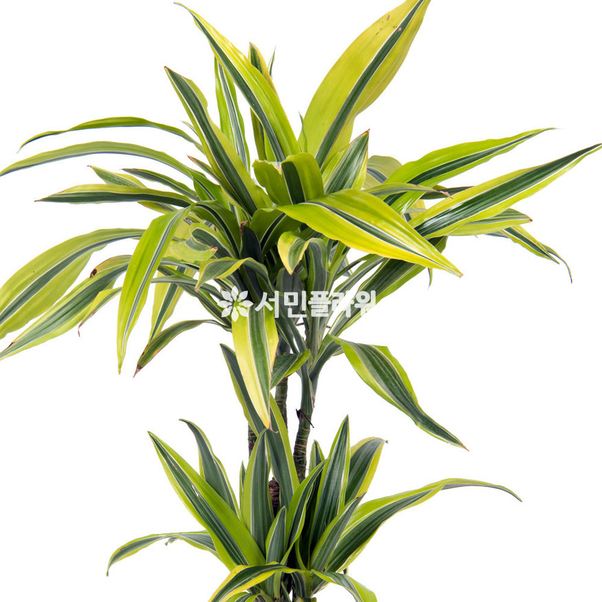 상세이미지