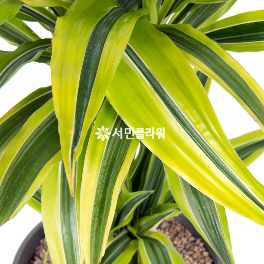 상세이미지