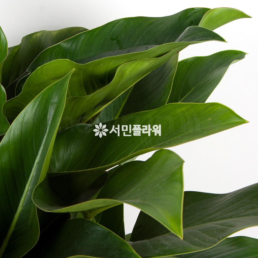 상세이미지