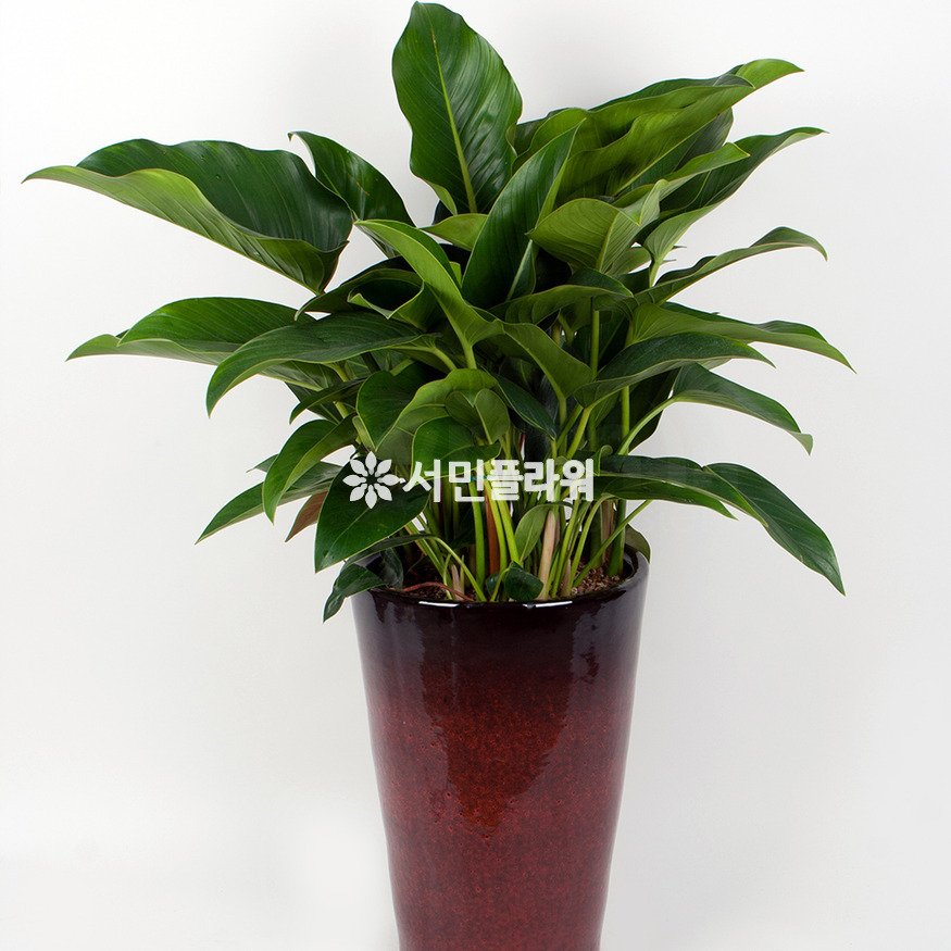 상세이미지