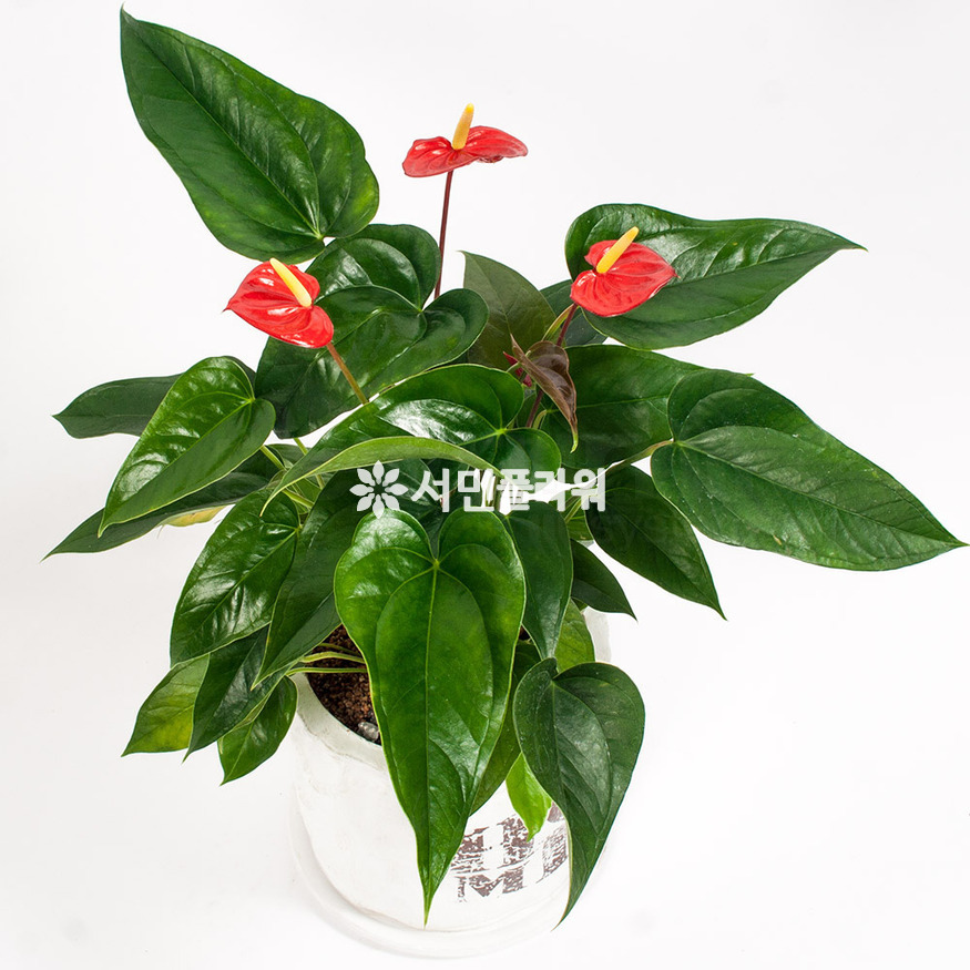 상세이미지