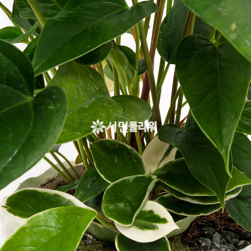 상세이미지