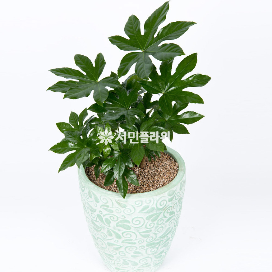 상세이미지