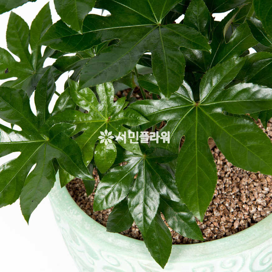 상세이미지