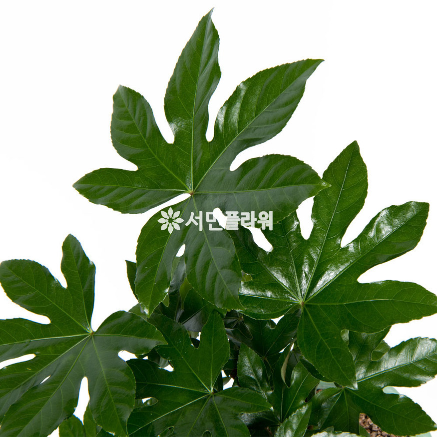 상세이미지