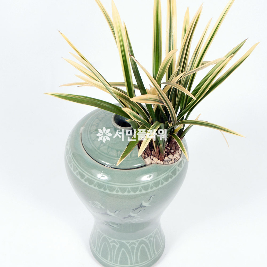 상세이미지
