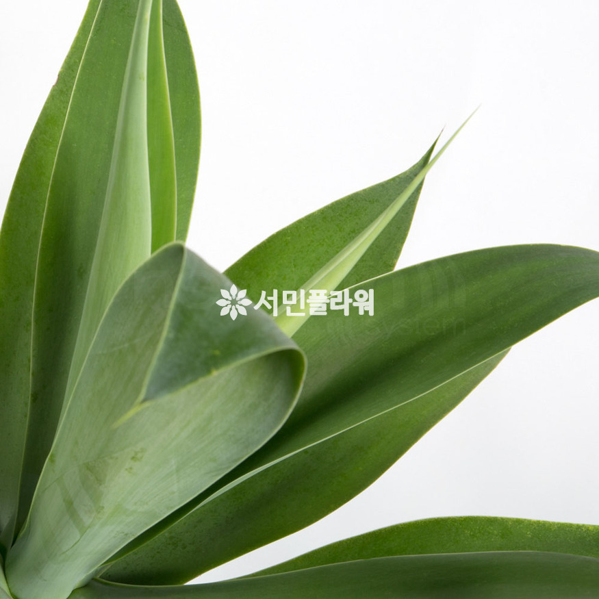 상세이미지