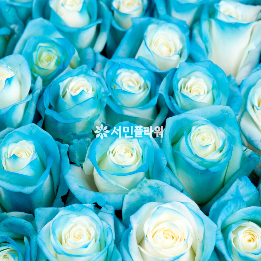 상세이미지