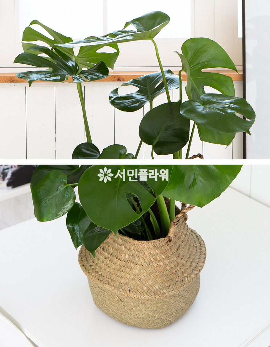 상세이미지