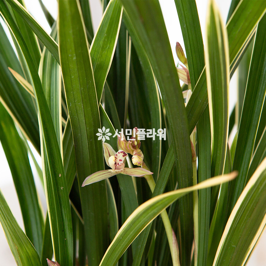 상세이미지