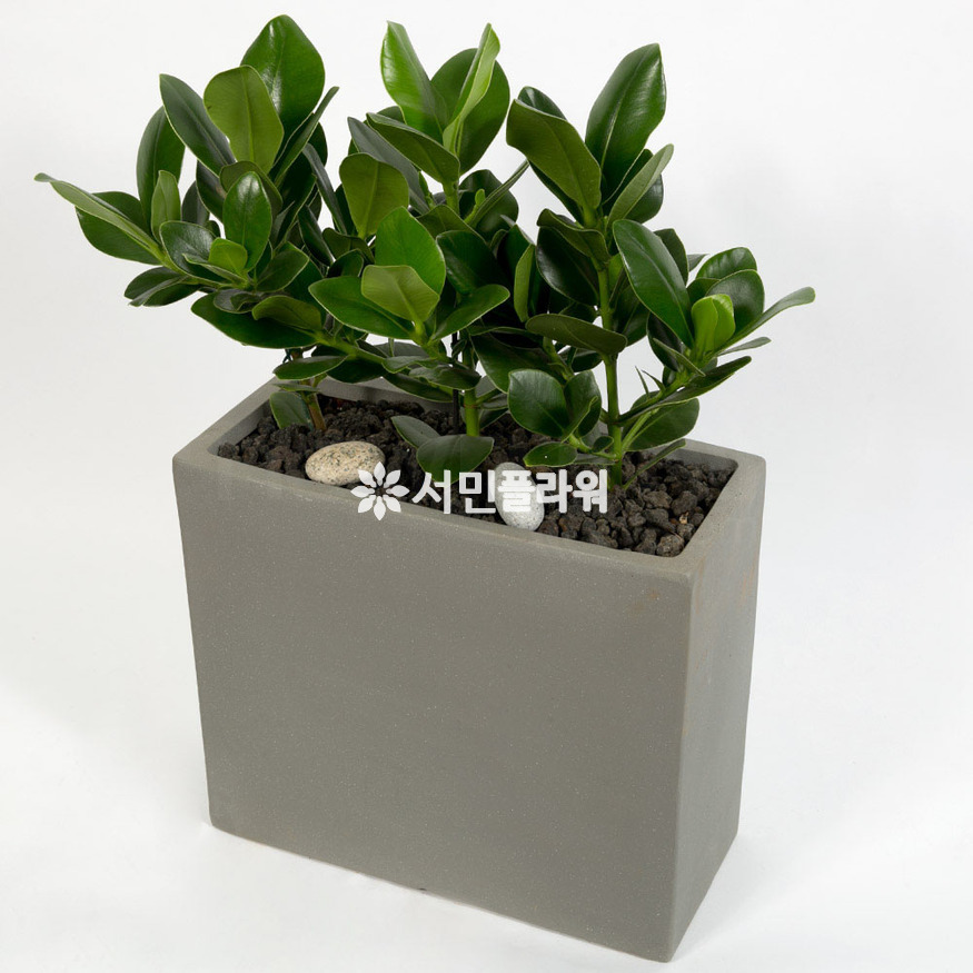 상세이미지