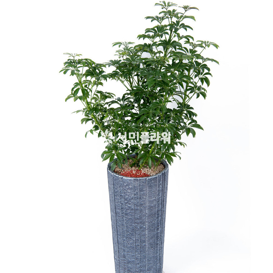 상세이미지