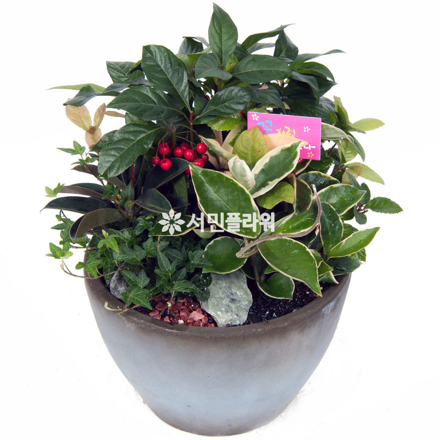 상세이미지