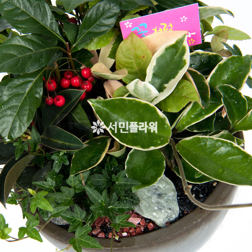 상세이미지