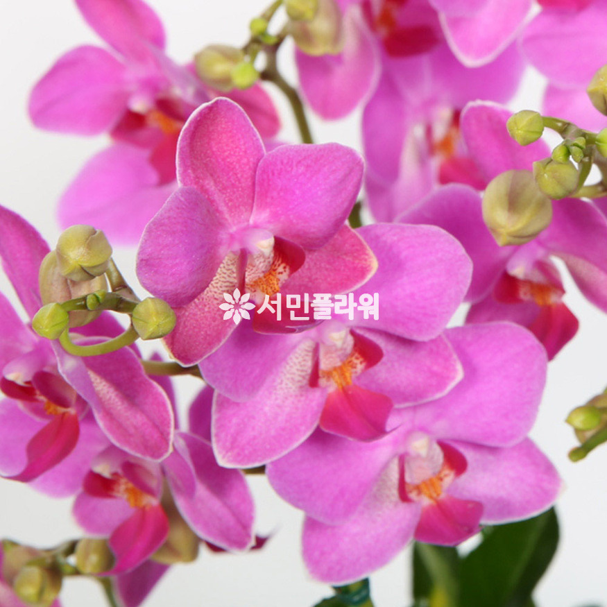 상세이미지