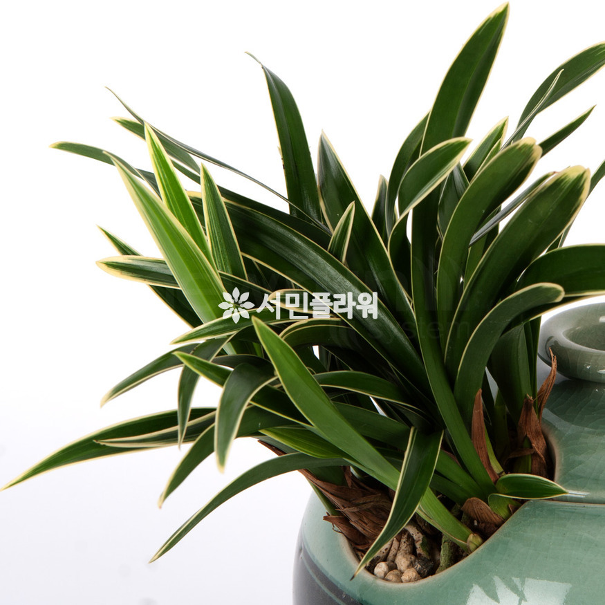 상세이미지