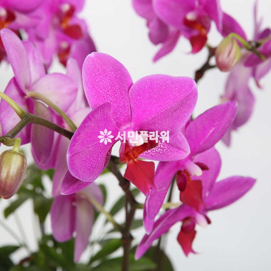 상세이미지
