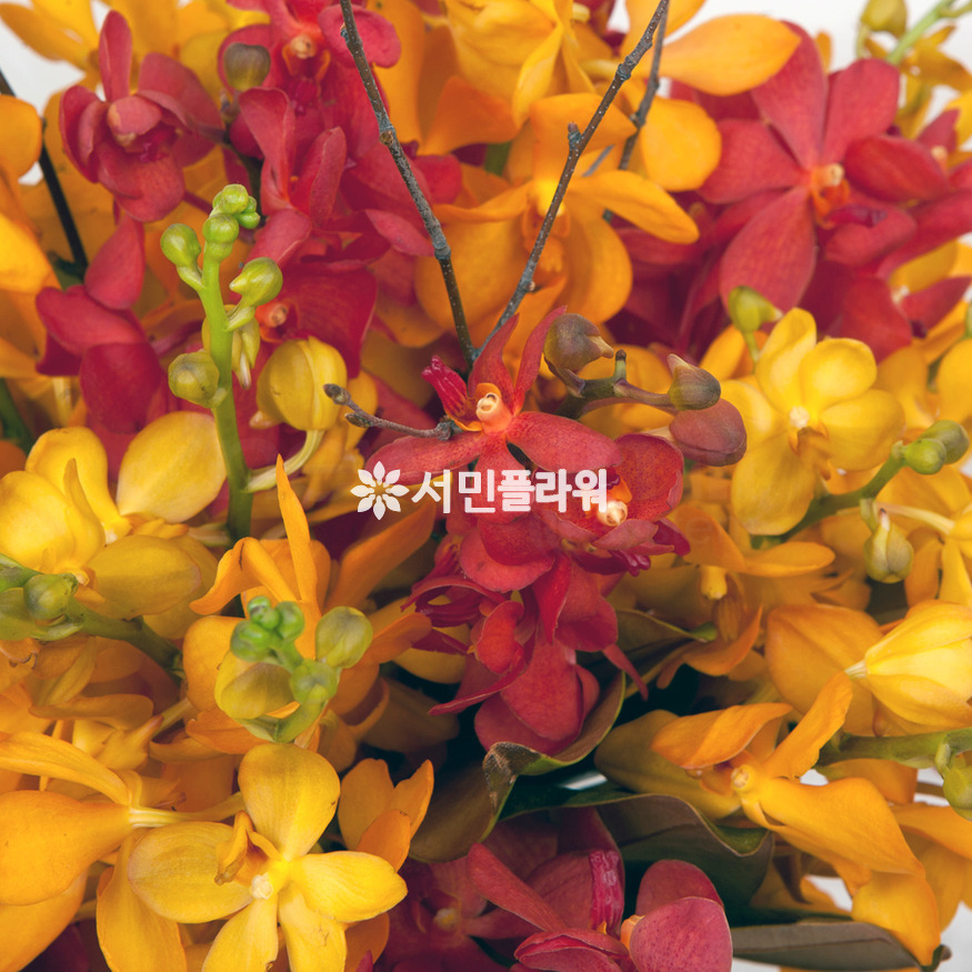 상세이미지