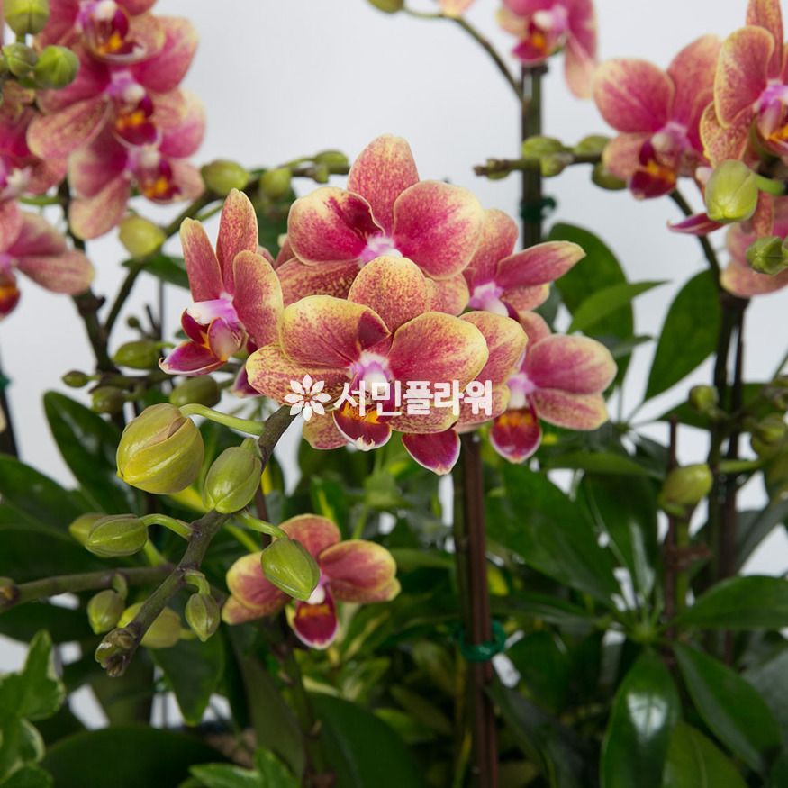 상세이미지