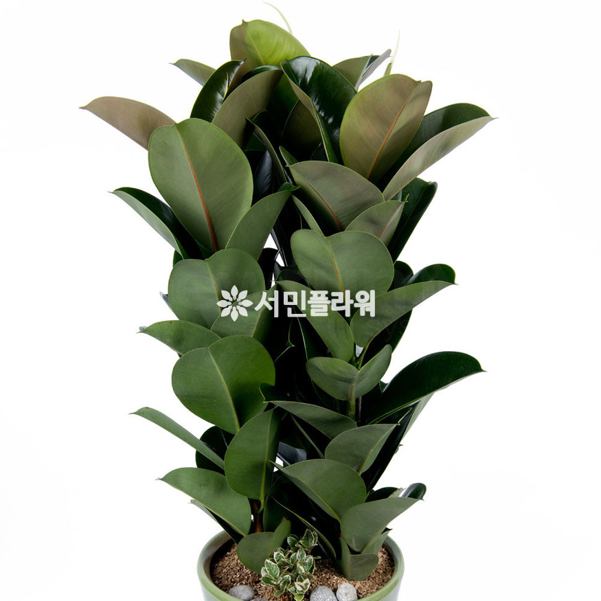 상세이미지