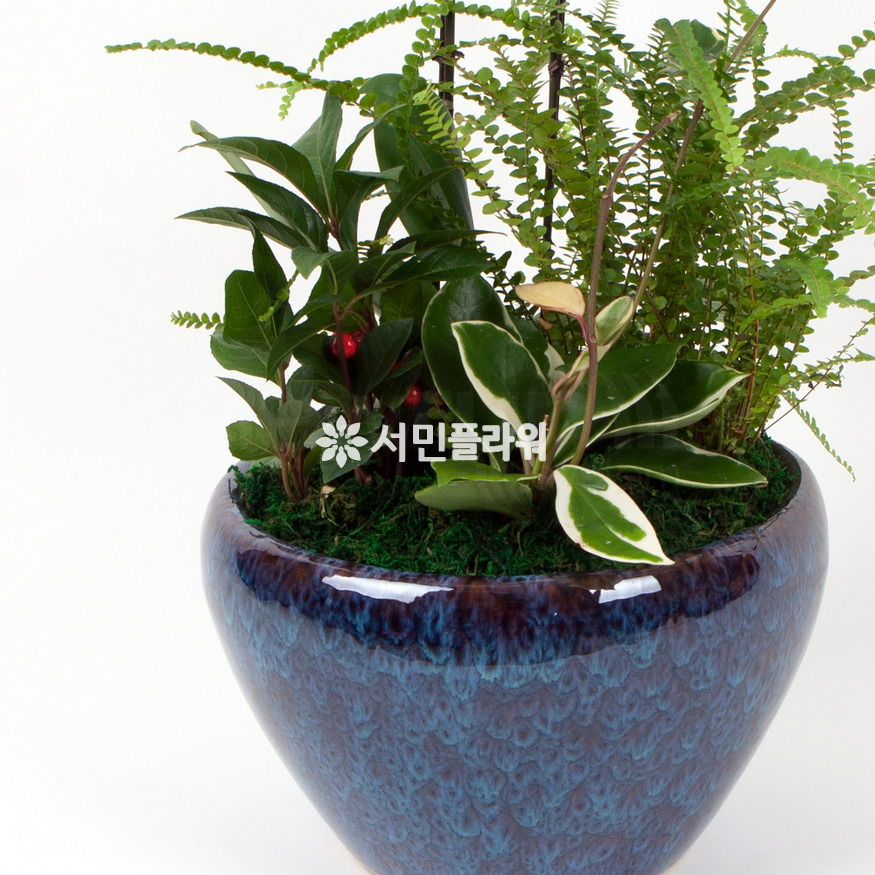 상세이미지