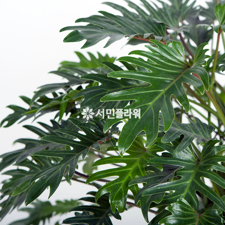 상세이미지