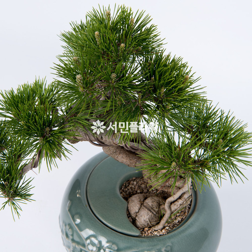 상세이미지