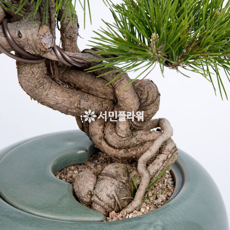 상세이미지