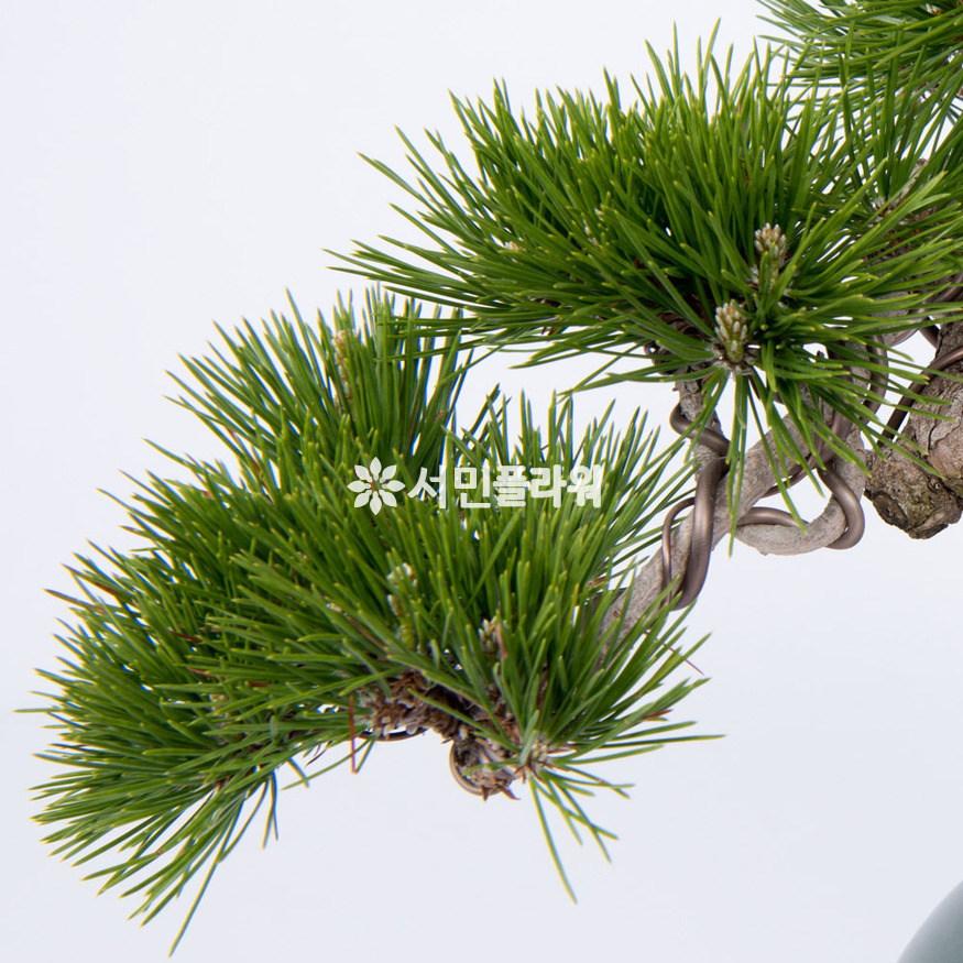 상세이미지
