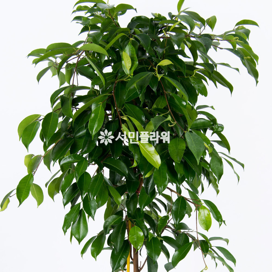 상세이미지
