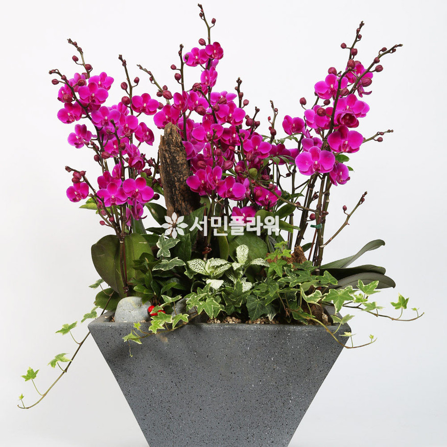 상세이미지