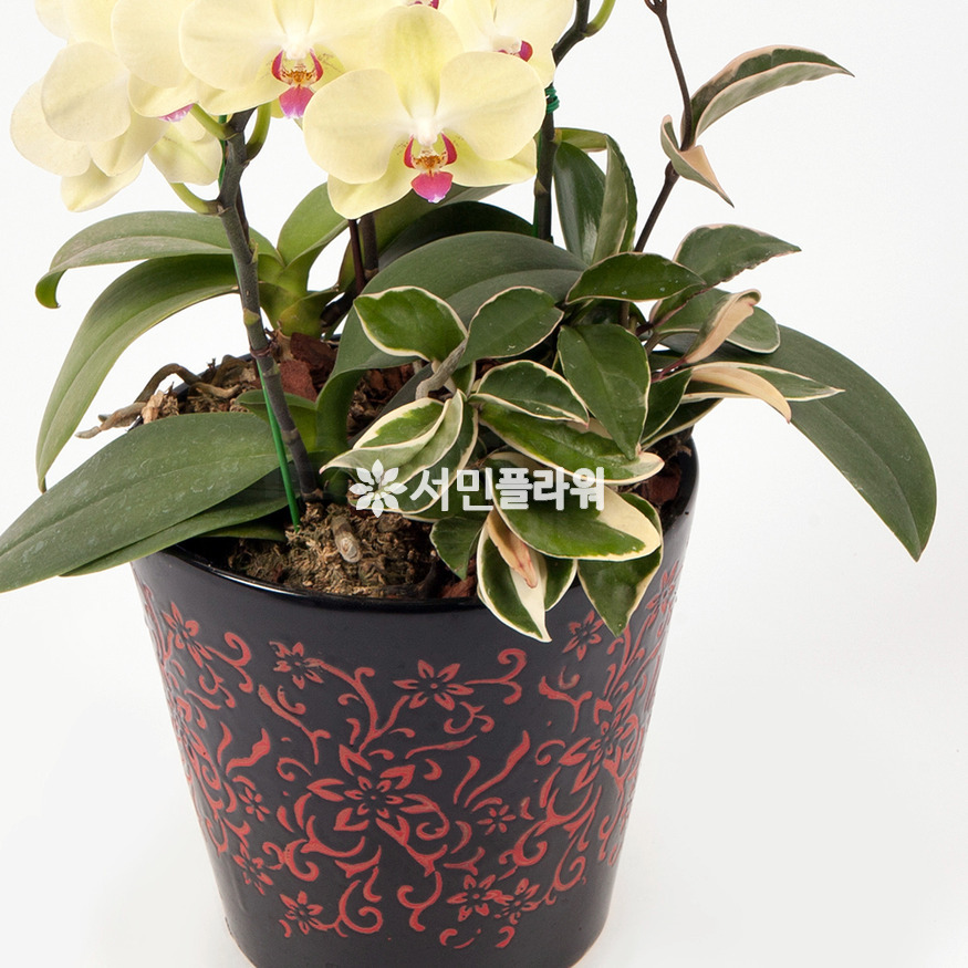상세이미지