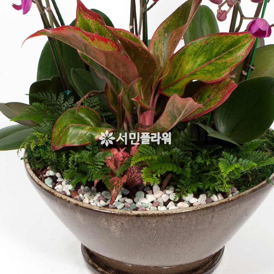 상세이미지
