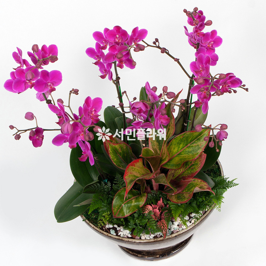 상세이미지