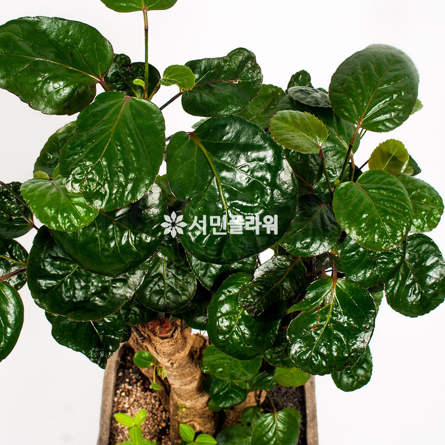상세이미지