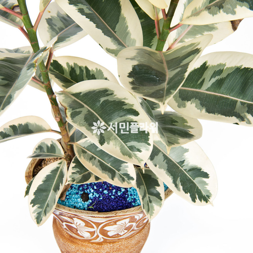 상세이미지