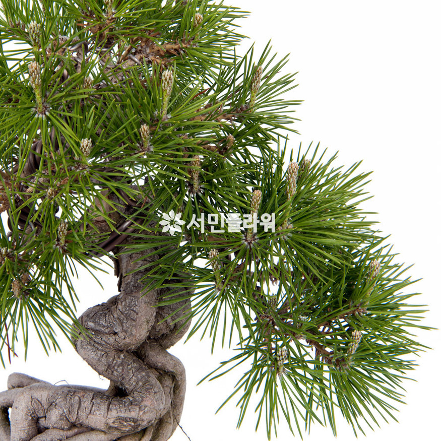 상세이미지