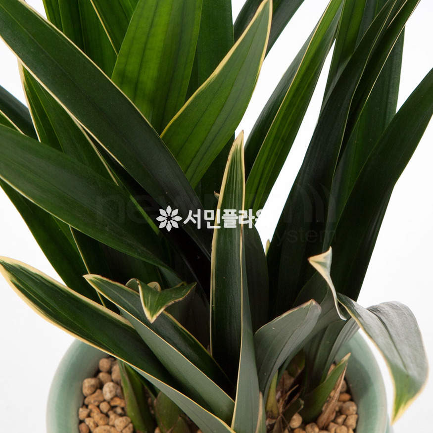 상세이미지